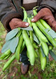 Gemüse0477 von Liesbeth Govers voor Santmedia.nl