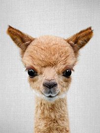 Baby Alpaca by Gal Design