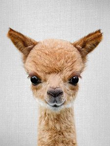 Baby Alpaca