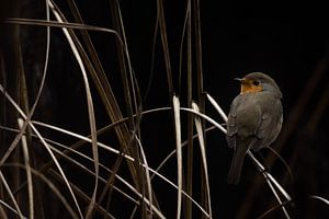 Robin dans un gazon d'ornement