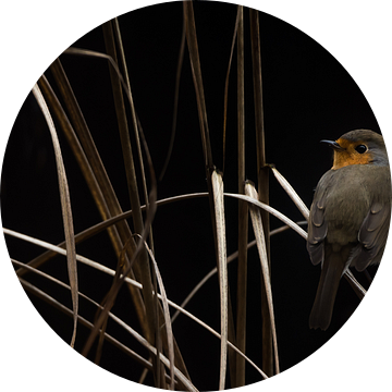 Roodborstje in een siergras