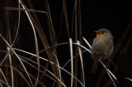 Roodborstje in een siergras
