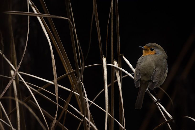 Robin in an ornamental grass by Danny Slijfer Natuurfotografie