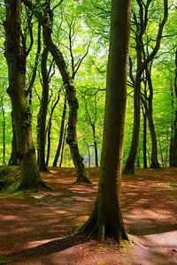 Im Maiwald