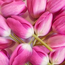 roze tulpen van Claudia Moeckel