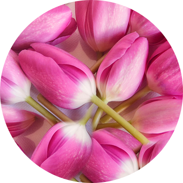 roze tulpen van Claudia Moeckel