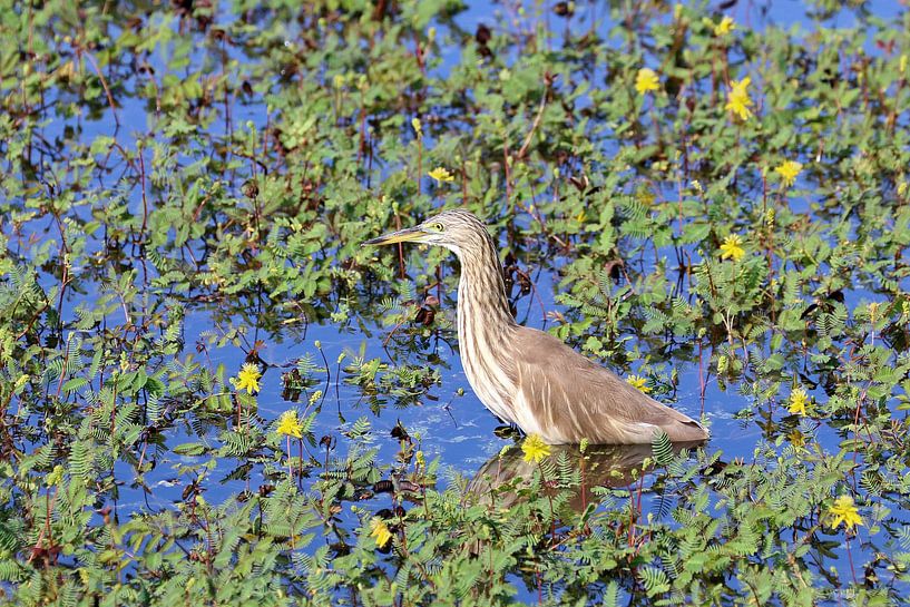 Indische ralreiger van Antwan Janssen