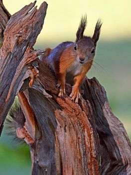Neugieriges Eichhörnchen