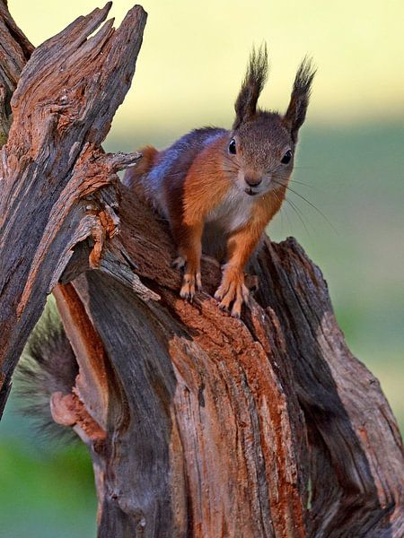 Neugieriges Eichhörnchen von Wiltrud Schwantz
