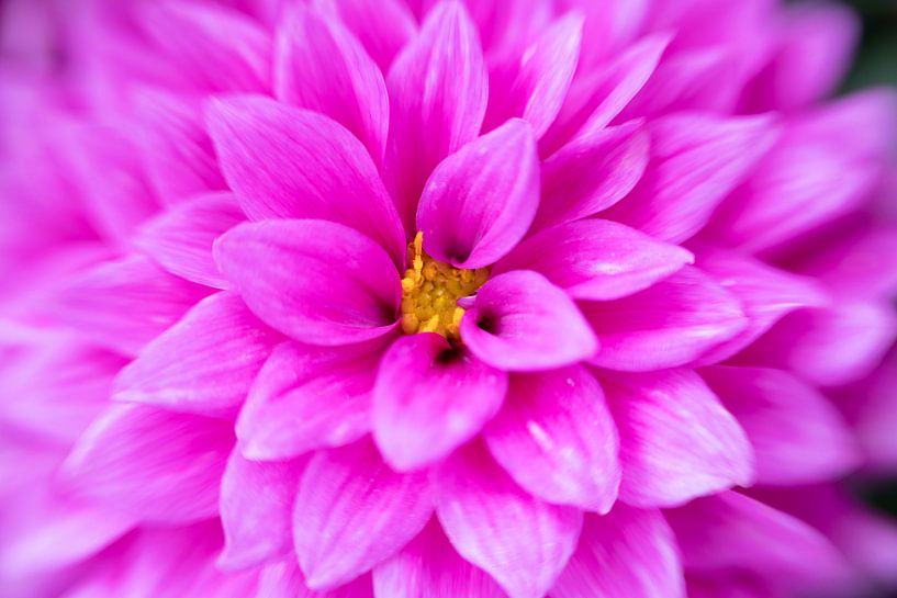 I'm prettier, I'm prettier! by Monique van Helden