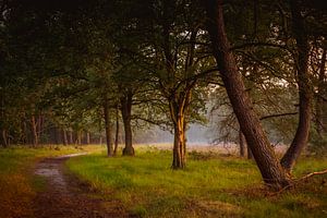 Bos en heide in gouden licht