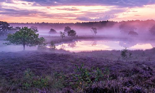 Heide in de mist - Het Bergerbos