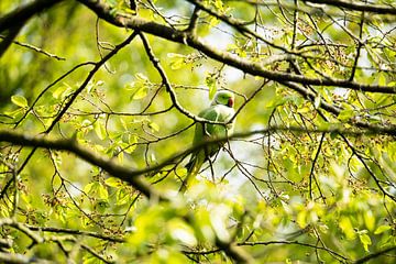 Groene Halsbandparkiet van Gabrian van Houdt