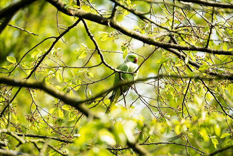 Green Collared Parakeet by Gabrian van Houdt