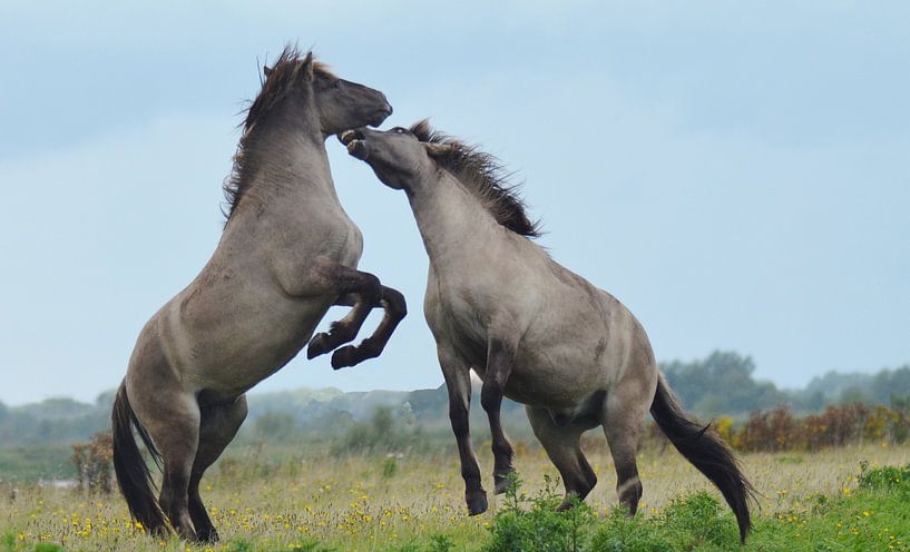 Macht by Hannie de Graaff
