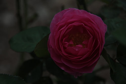 Pink flower