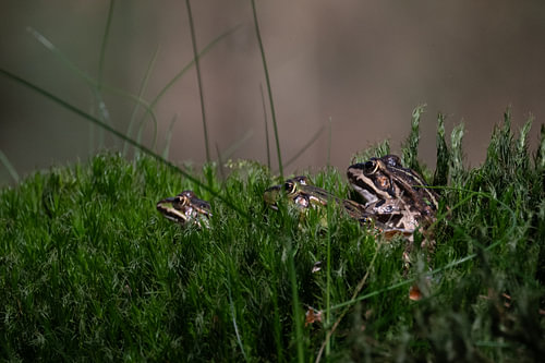 Which of the three? Once upon a time, there were three little frogs…
