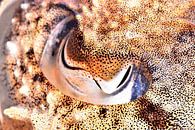 UNDER WATER ART - EYES van LISA DC thumbnail