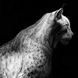 Der Luchs von Ken Kühlbrandt