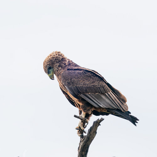 Bateleur Eagle Perched High on a Bare Tree Branch in high key