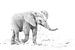 Junger Elefant von Robert Styppa