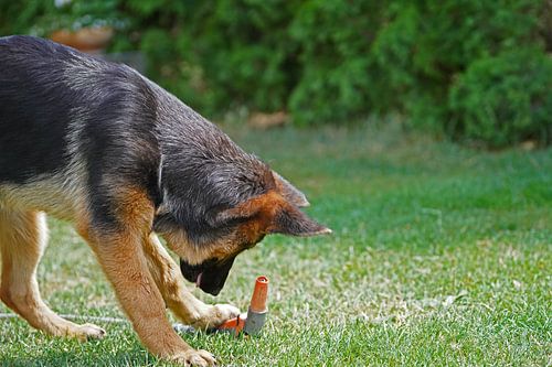 Schapenhond (puppy) speelt met tuinslang