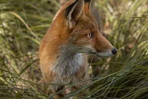 Fuchs im Gras