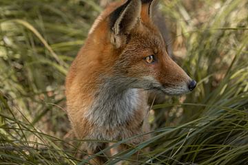 Fox in the grass by Steffie van der Putten