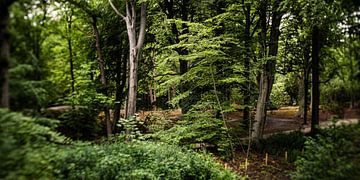 Natuurfoto van een Hollands park met oude bomen en slootjes van MICHEL WETTSTEIN