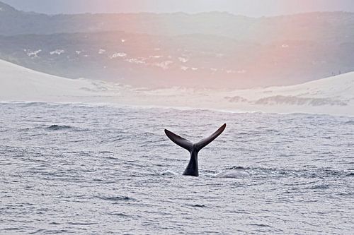 Tail Flip Baby Southern Right Whale by gea strucks