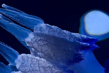 Ethereal Blue Jellyfish Drift