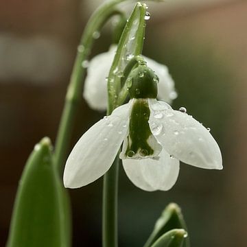 Perce-neige sur Ad Jekel