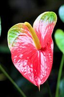 Rode plant