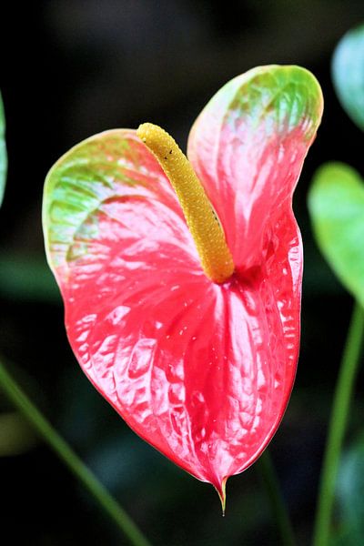 Rode plant von Michiel piet