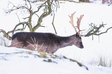 Bruin damhert met gewei in de sneeuw van Anne Zwagers