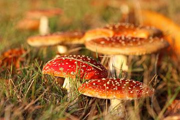 Agaric tue-mouches sur Antwan Janssen