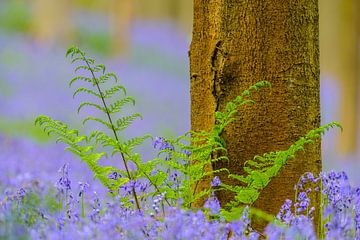 Fern, Beech and Hyacinth by Sjoerd van der Wal Photography