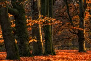 Herbst auf dem Amerongse Berg
