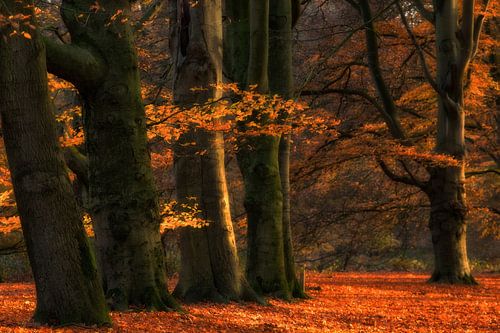 Herfst op de Amerongse Berg