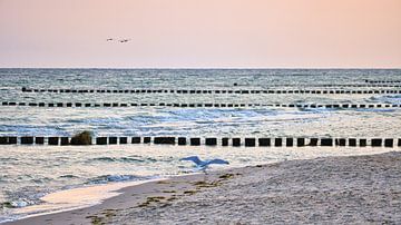 Meeuwen op een krib aan de Oostzee. van Martin Köbsch