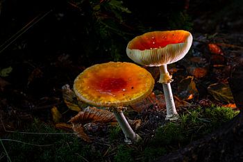 Fly agaric
