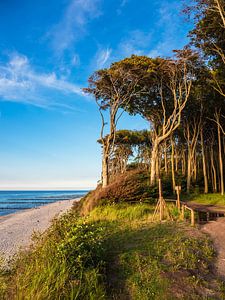 Küstenwald an der Ostsee bei Nienhagen