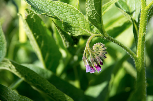 Beinwell (Symphytum officinale), Blüten und Blätter der in der organischen Medizin verwendeten Pflan