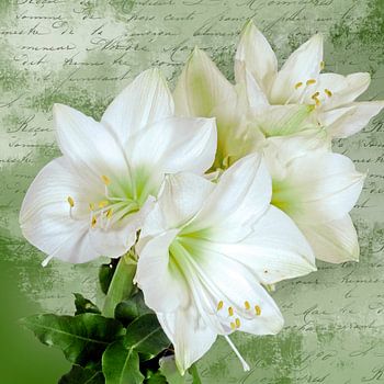 White amaryllis flowers on green and white texture