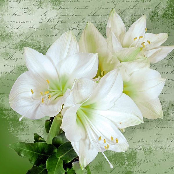Witte amaryllisbloemen op groene en witte textuur van christine b-b müller