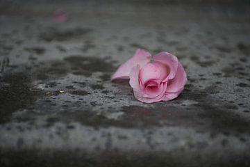 roze roos van Laura Weijzig