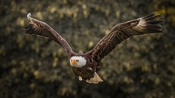 Roofvogel van Maurice Cobben