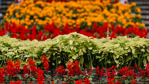 A Sea of Flowers