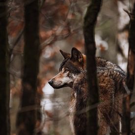 De Europese Wolf van Design Wall Arts