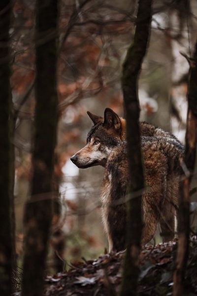 De Europese Wolf van Design Wall Arts